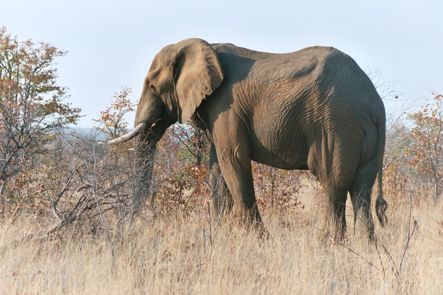 An elephant at a Kruger waterhole in the dry season