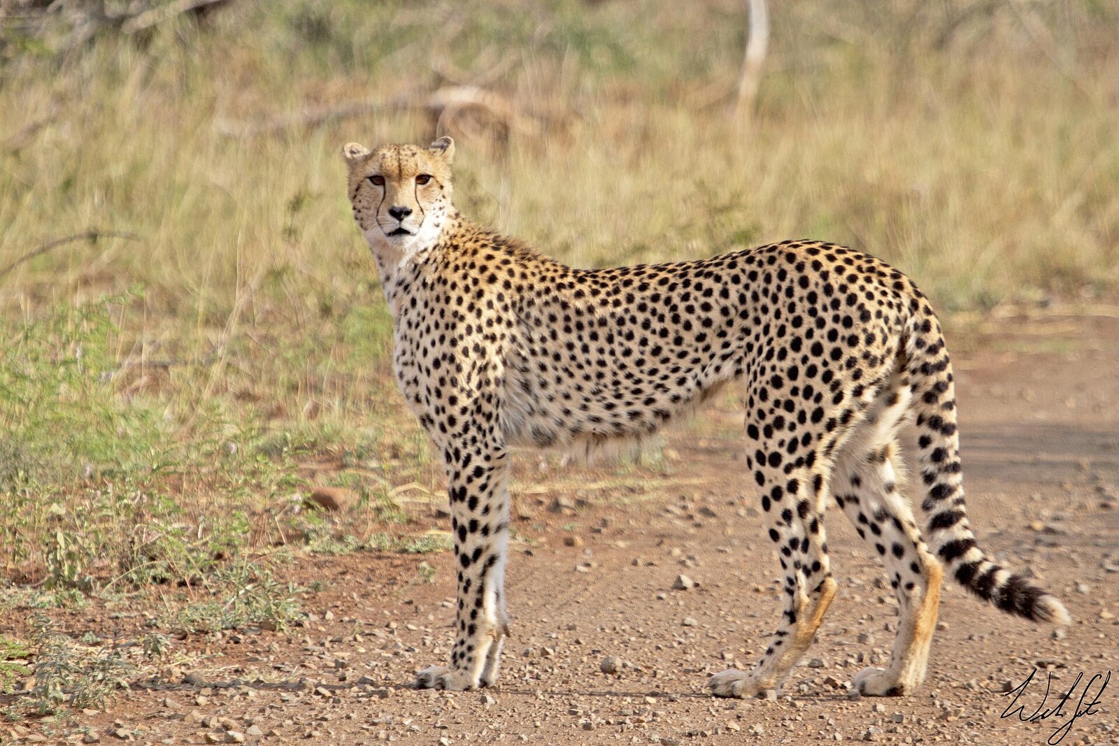 A cheetah on open ground in the Greater Kruger