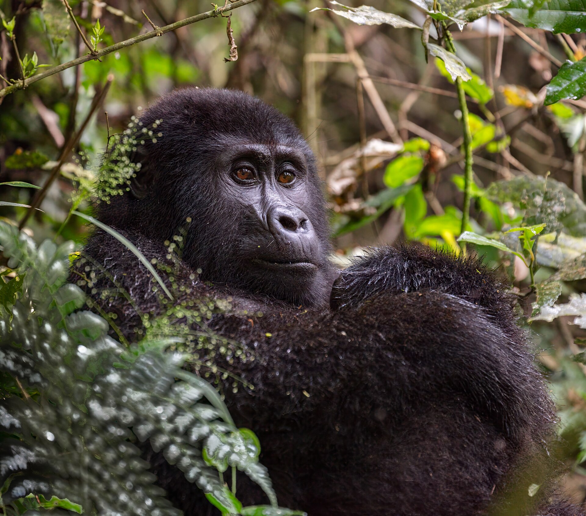 A mountain gorilla mother and infant in Bwindi Impenetrable Forest — gorilla permits cost $800 USD and sell out months in advance