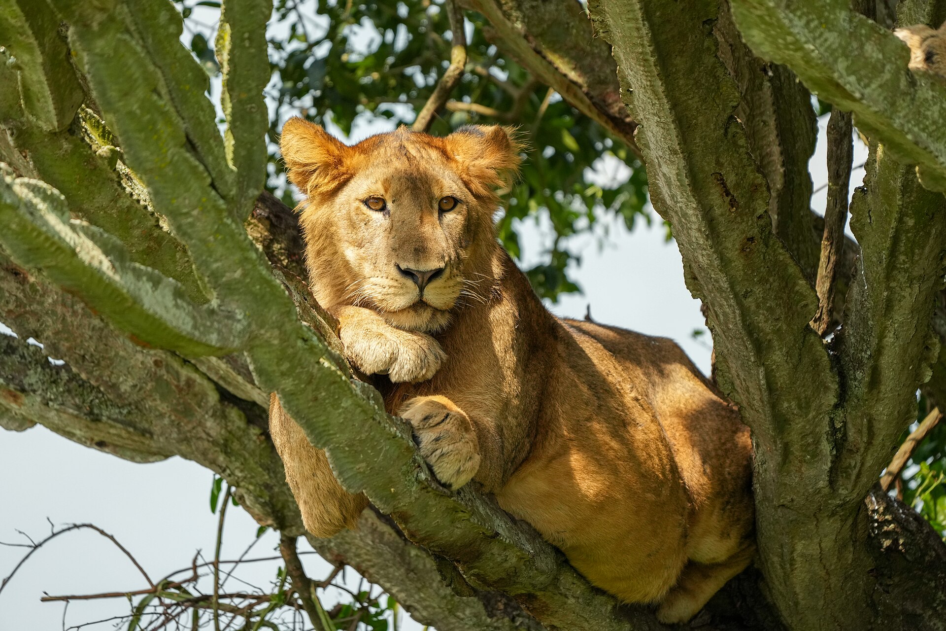 A tree-climbing lion in Ishasha, Queen Elizabeth National Park — dry-season thinning of the bush makes Ishasha lions far easier to find
