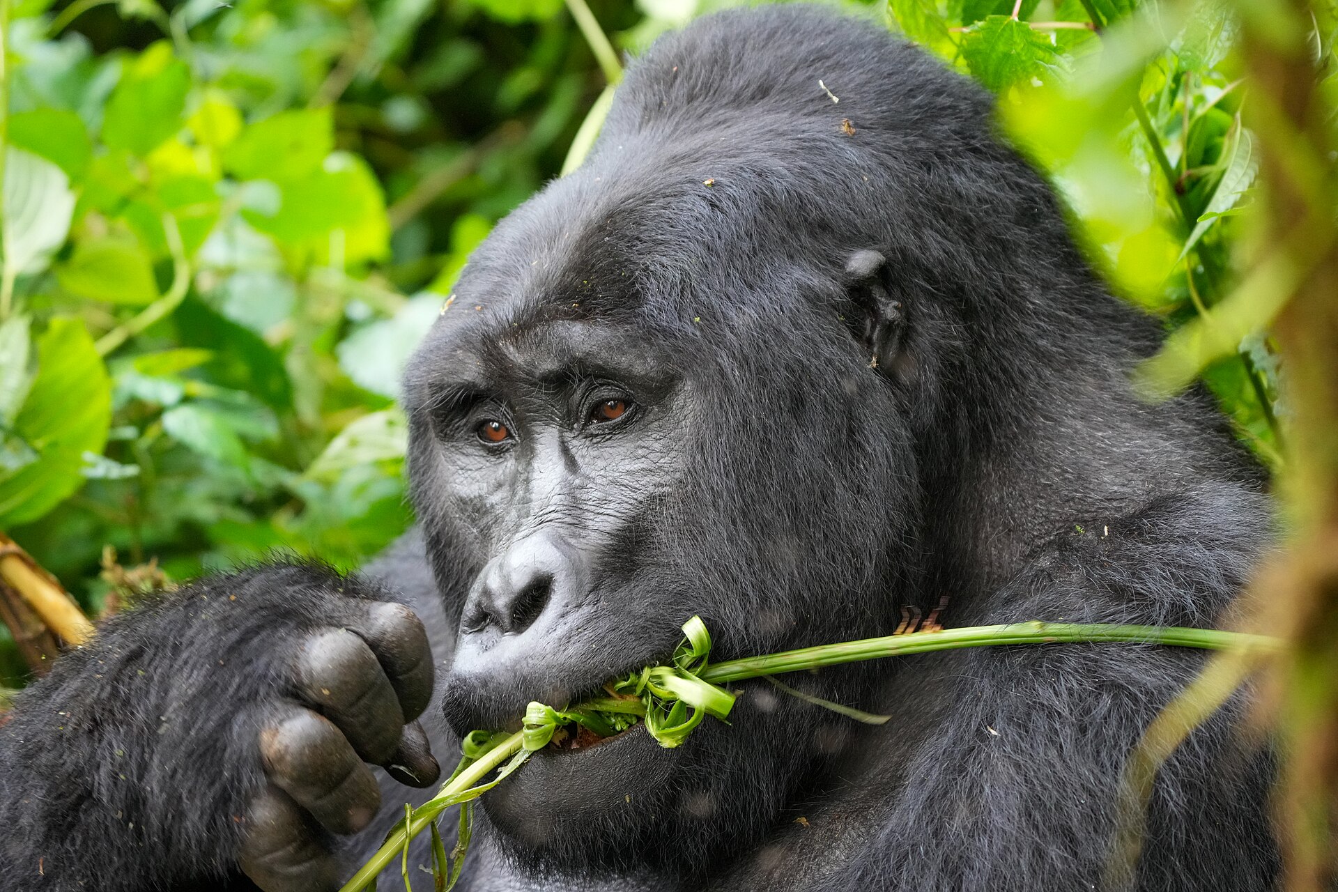 A silverback mountain gorilla eating in Bwindi Impenetrable Forest — the dry seasons are the best time to visit Uganda for gorilla trekking