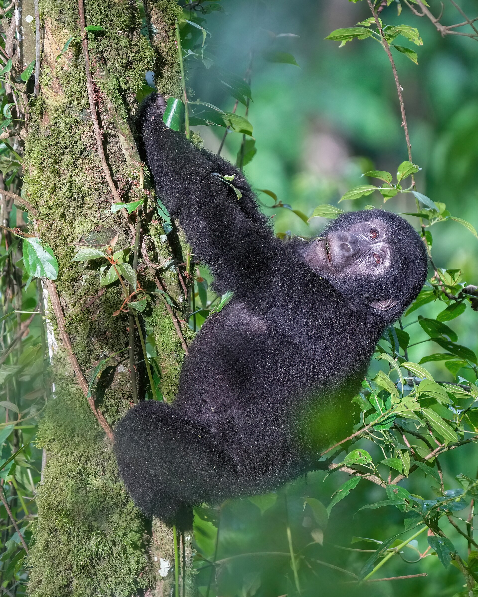 A young mountain gorilla climbing a tree in Bwindi Impenetrable Forest — gorilla trekking is possible year-round
