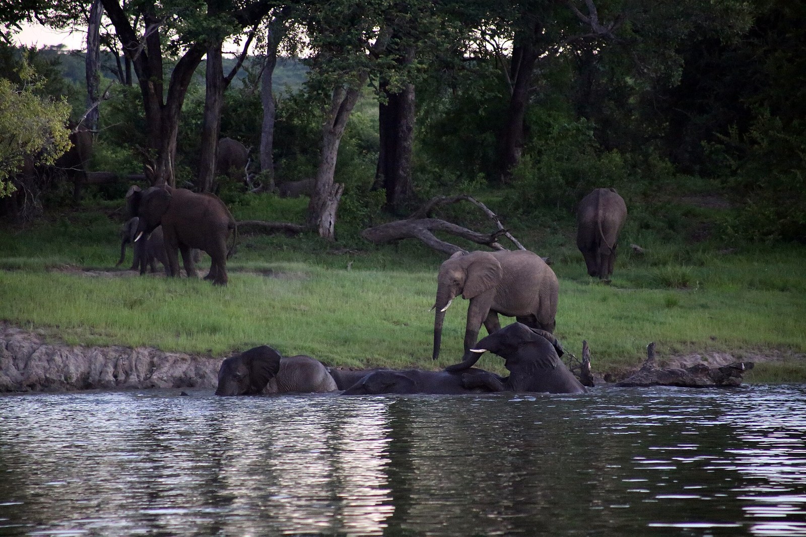 Elephants along the Zambezi River near Victoria Falls in the dry season