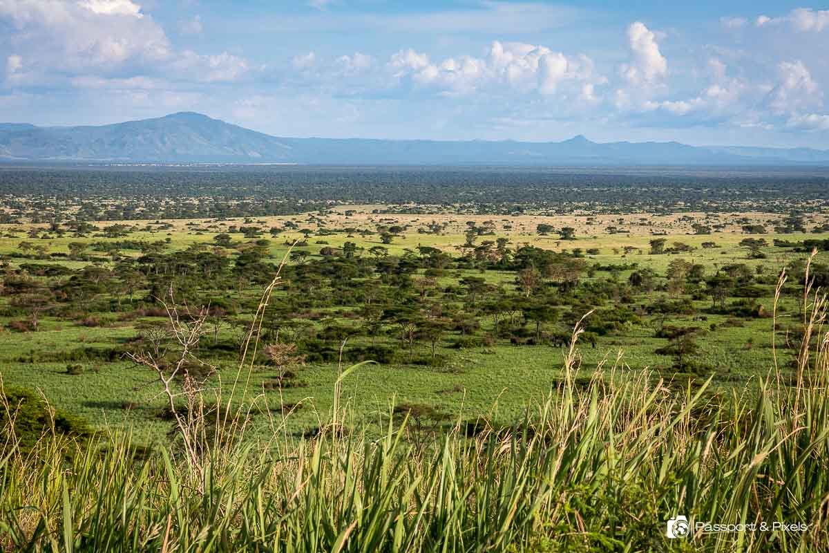 A large elephant herd in Hwange in the dry season