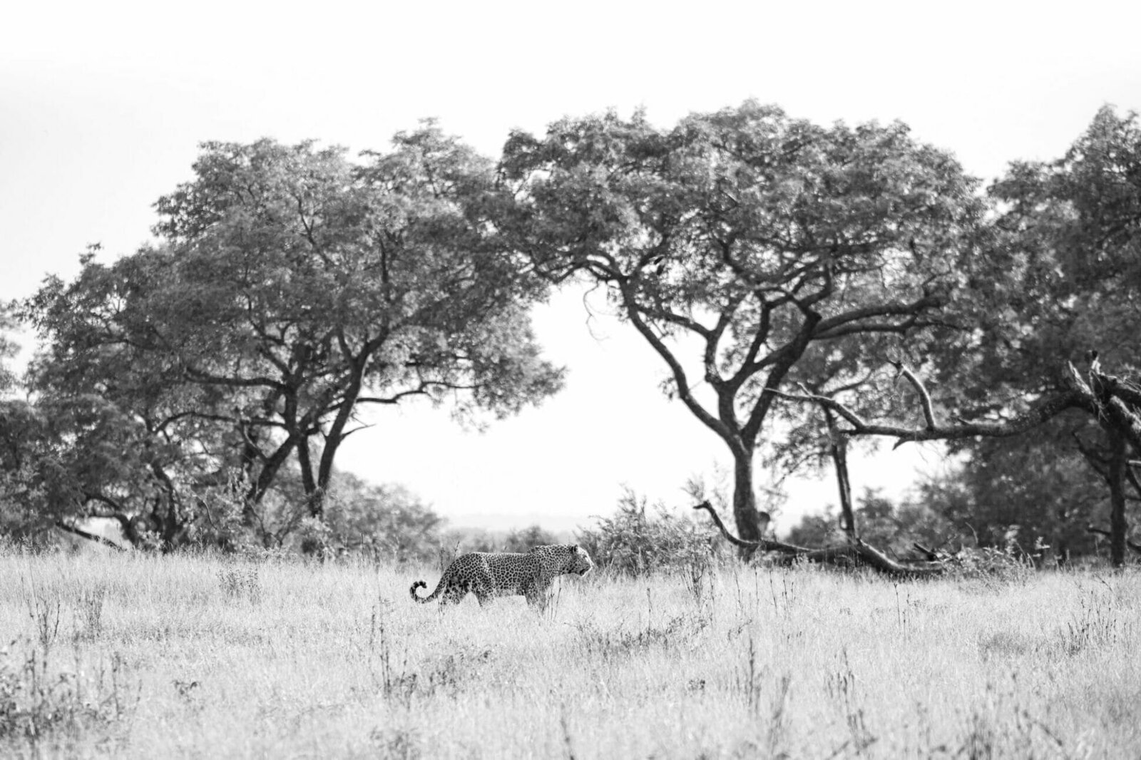 A leopard resting in a tree at a Sabi Sands tree camp