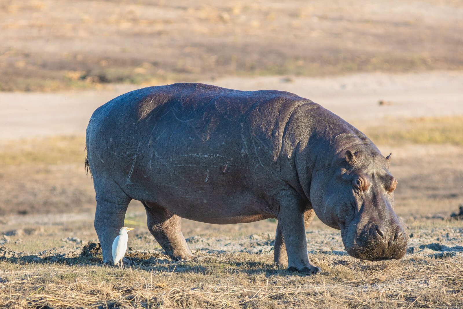 Lower Zambezi river camp — Zambia — Beyond Africa Safaris