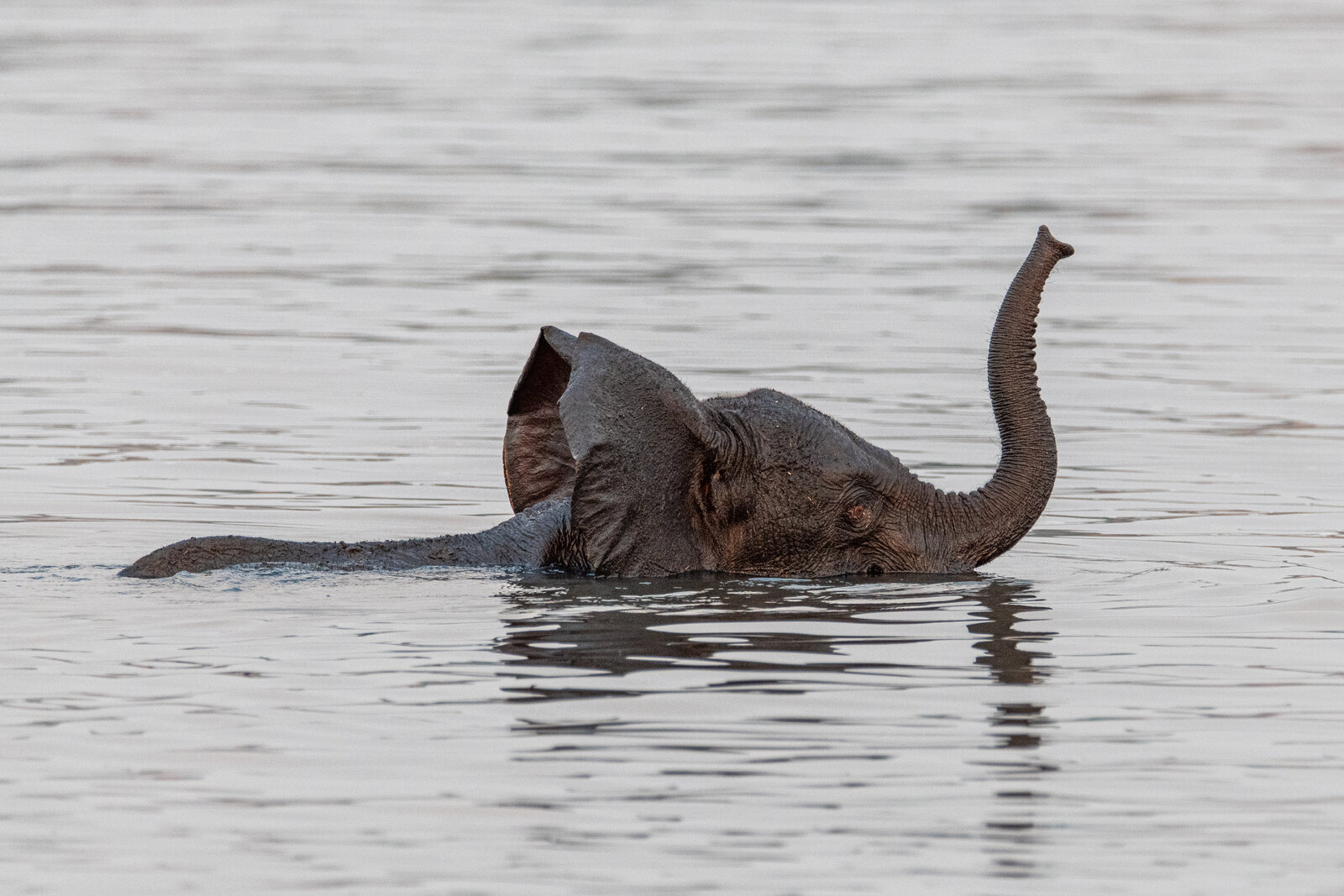 Chobe riverfront lodge — Botswana — Beyond Africa Safaris