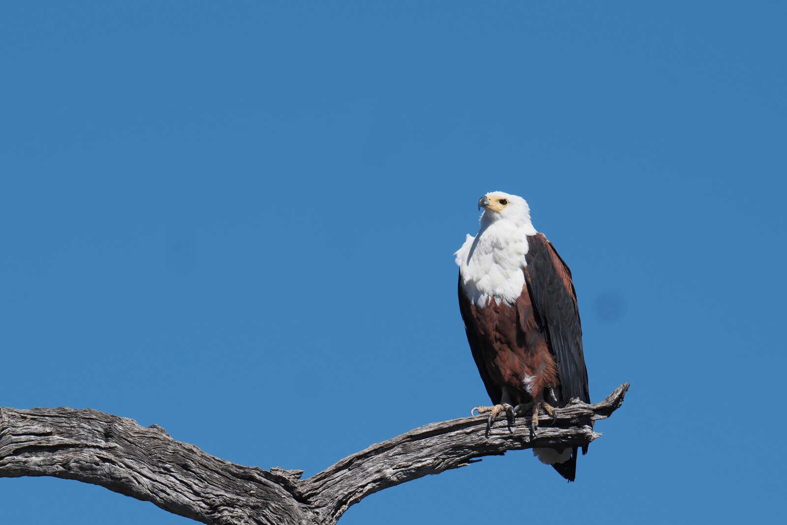 African fish eagle above an African river — Beyond Africa Safaris