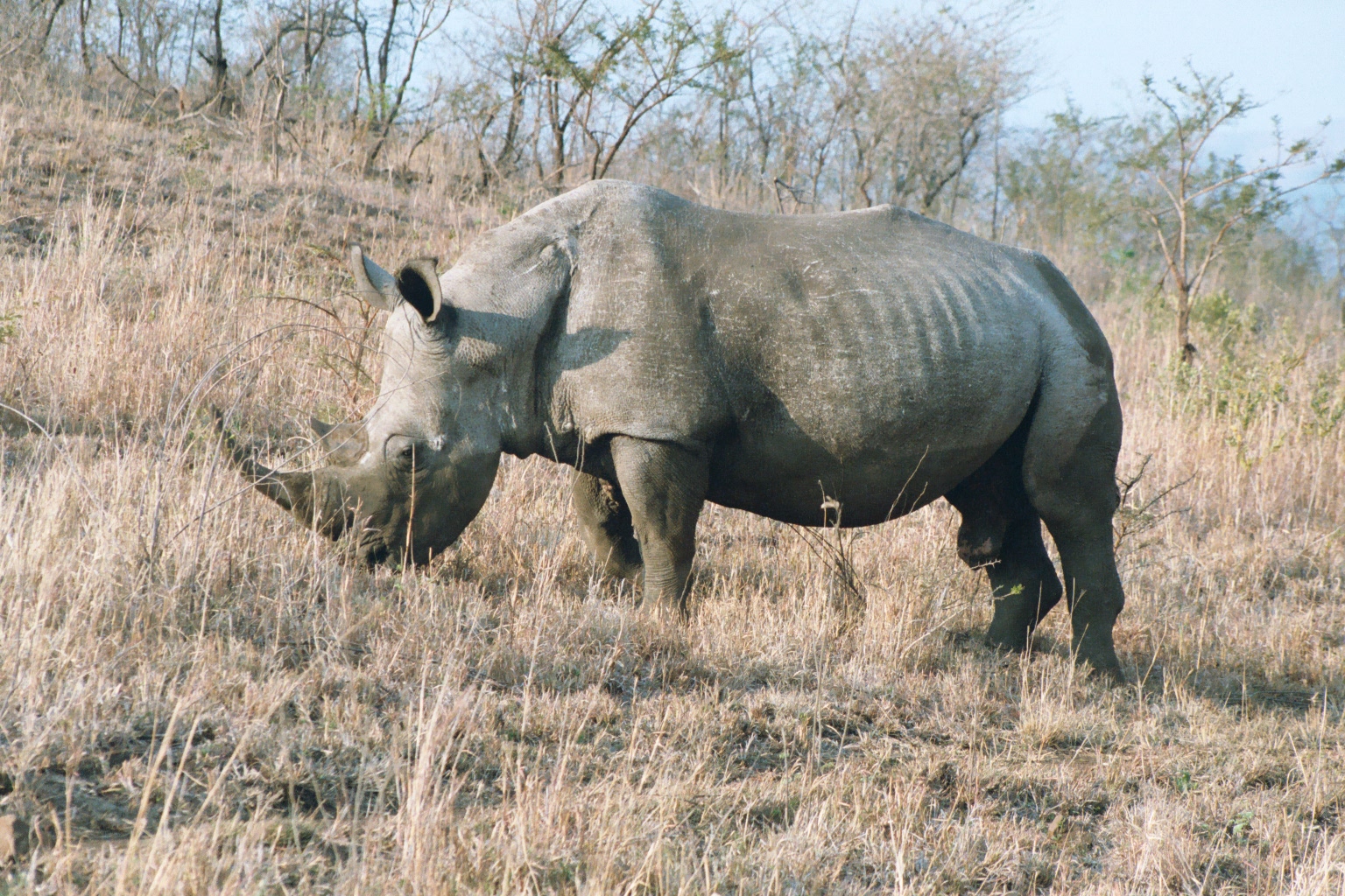 A white rhino grazing in a KwaZulu-Natal game reserve
