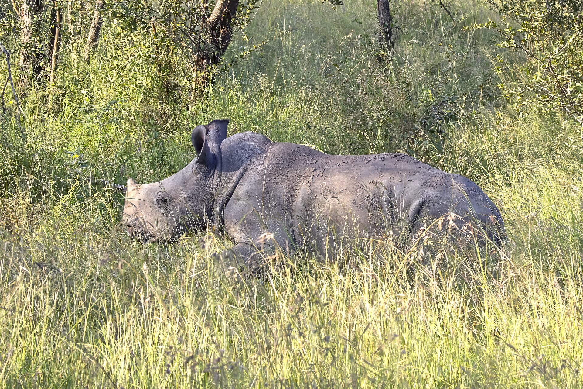 Two rhinos in a KwaZulu-Natal game reserve