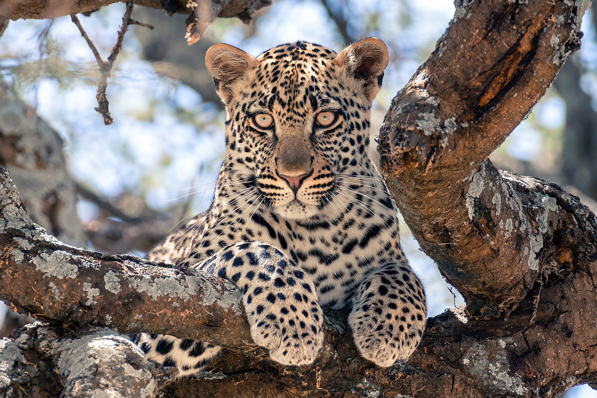 A leopard resting in a tree in a private game reserve in KwaZulu-Natal