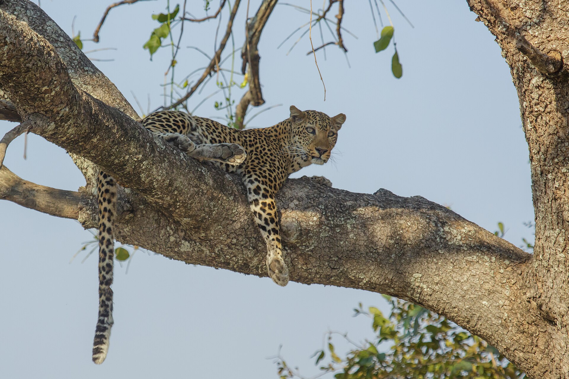 A leopard walking through the bush in a KwaZulu-Natal game reserve