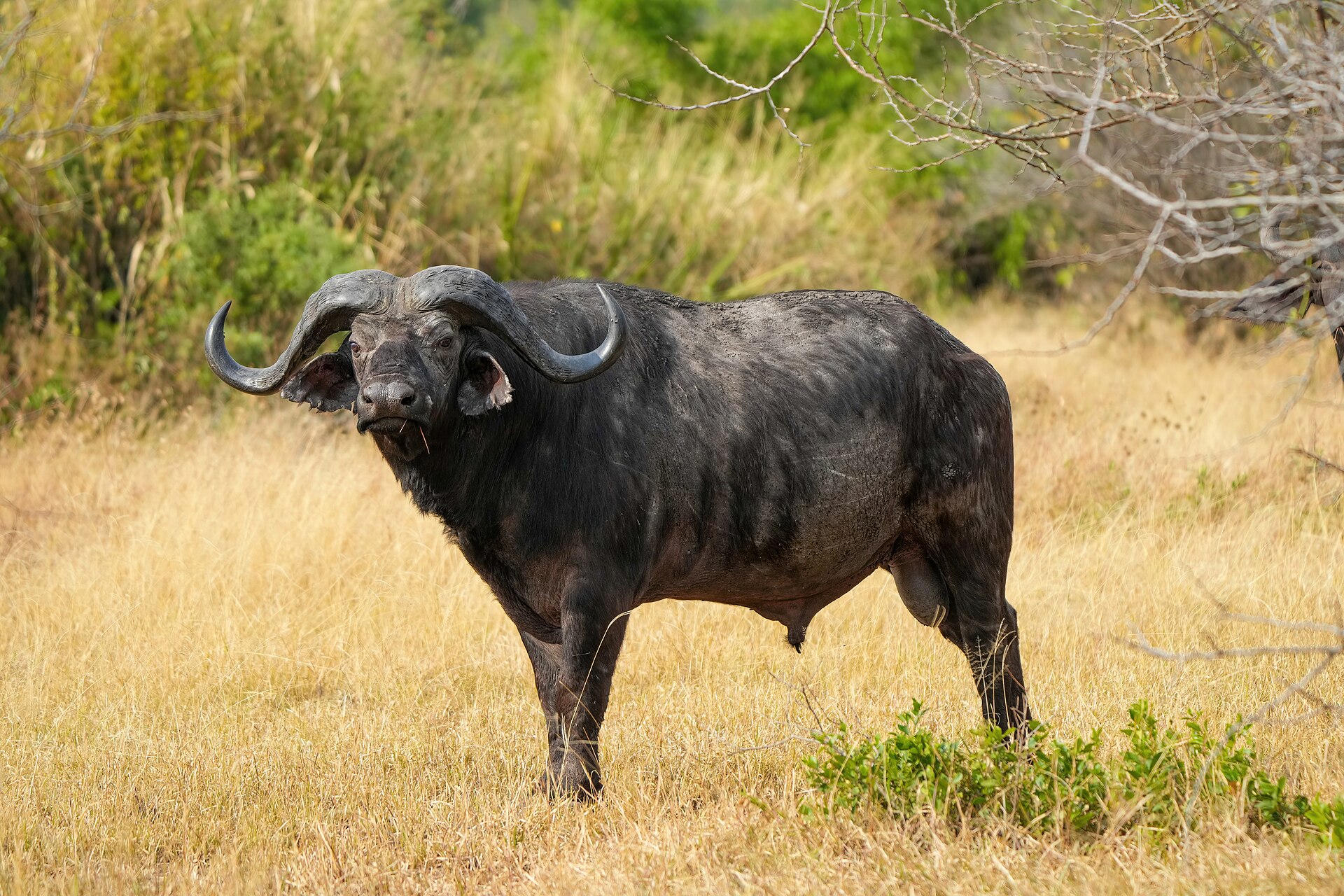 A herd of buffalo in a KwaZulu-Natal Big Five reserve