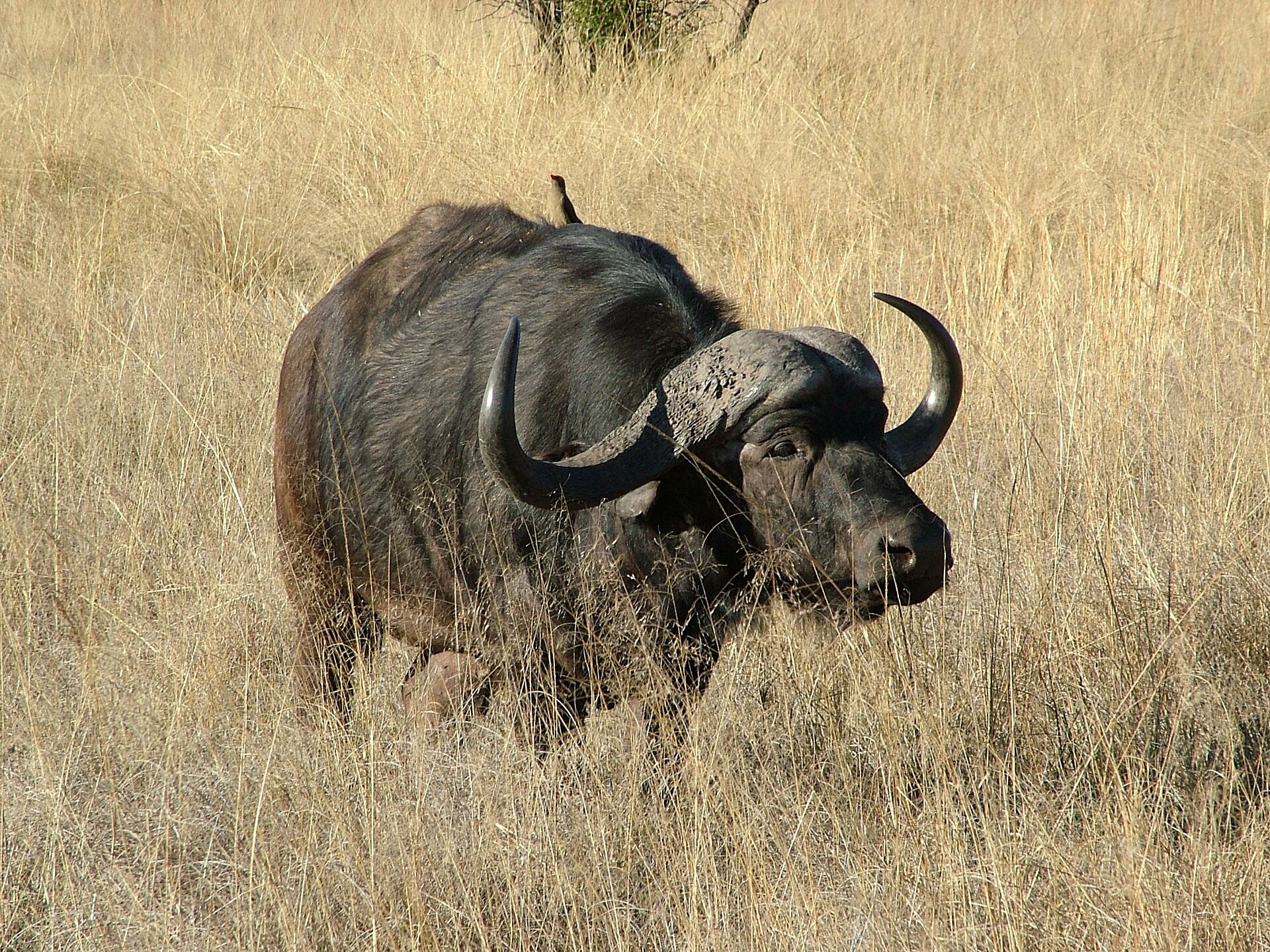 A buffalo in a KwaZulu-Natal Big Five game reserve