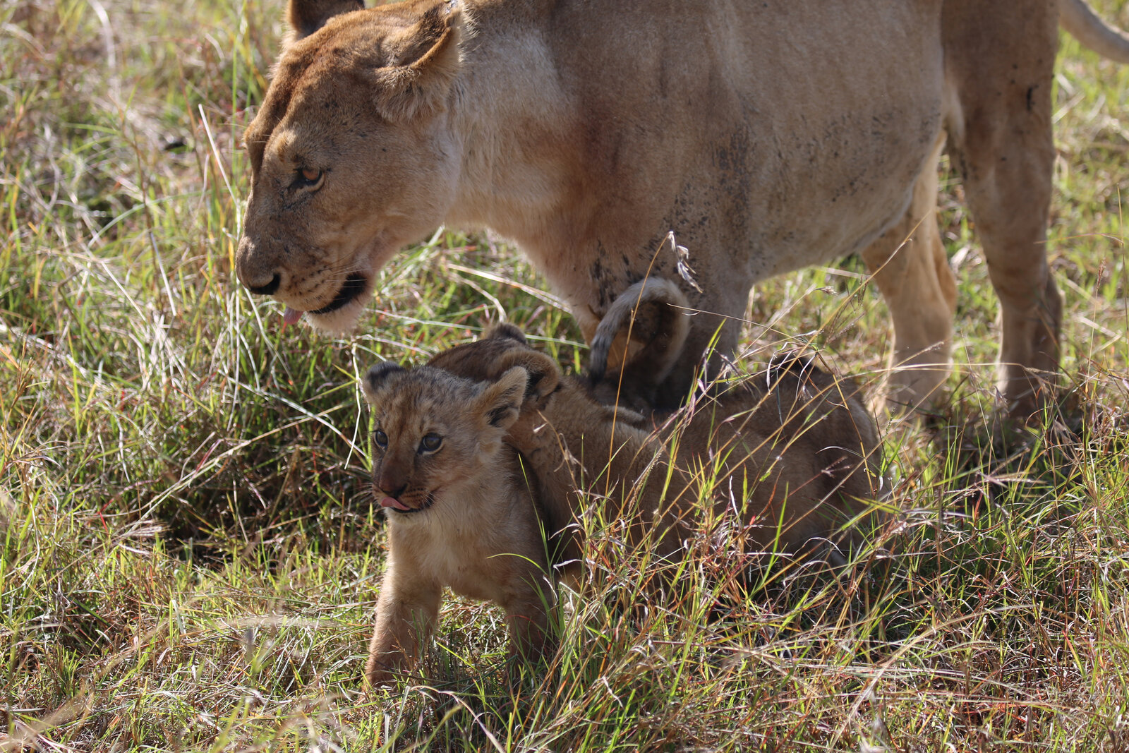 Lioness and cubs in Akagera National Park near Ruzizi Tented Lodge
