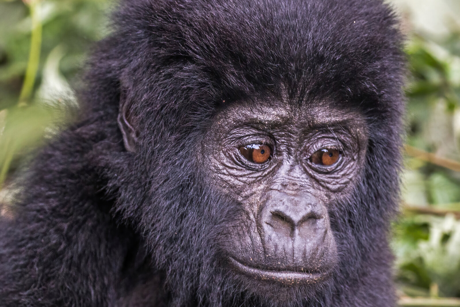 A silverback in Bwindi, minutes from Buhoma's trek briefing point