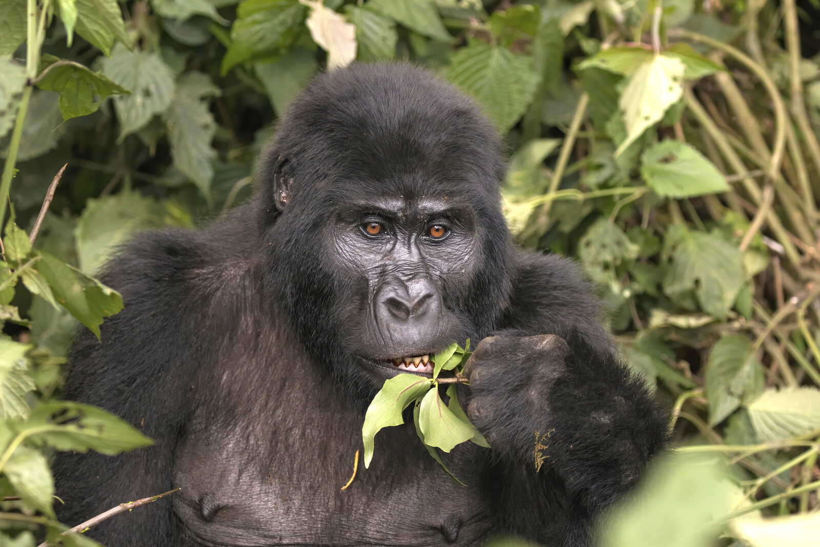 A gorilla feeding in the Ruhija sector of Bwindi near Gorilla Mist Camp