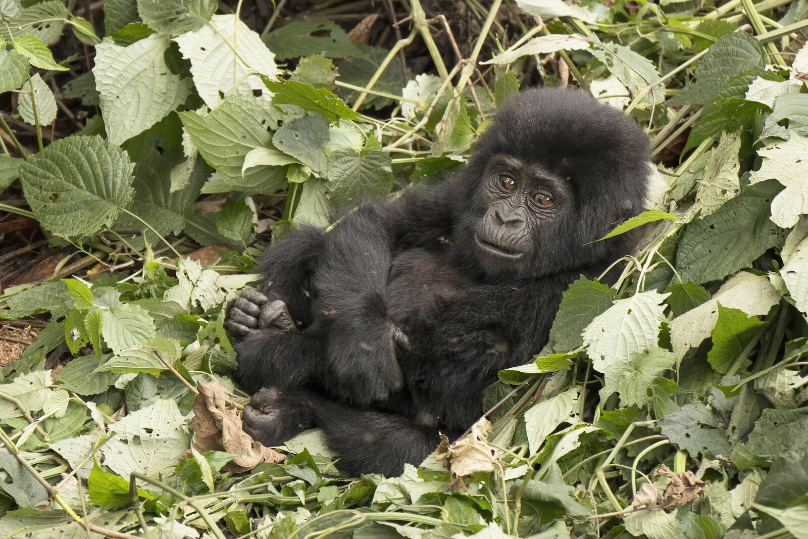 A young mountain gorilla among green rainforest foliage
