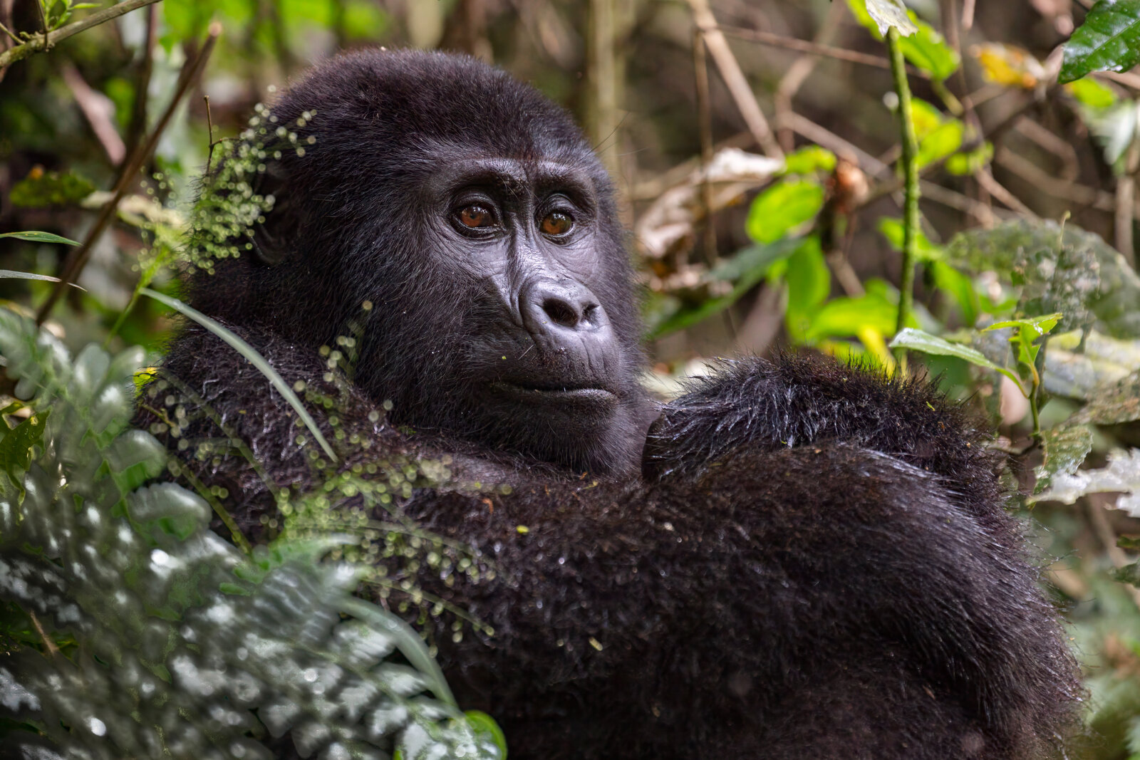 A mountain gorilla pair in Bwindi, the reason to stay at Buhoma