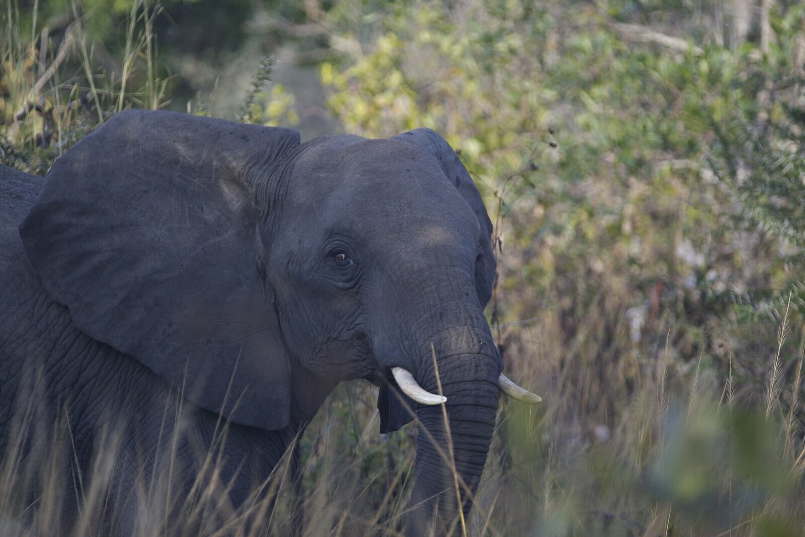 Elephant in the wild Niassa Special Reserve