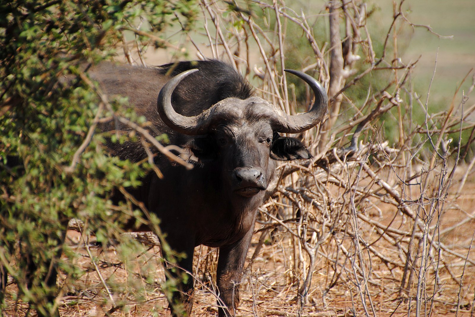 Buffalo herd on the Mozambique floodplain
