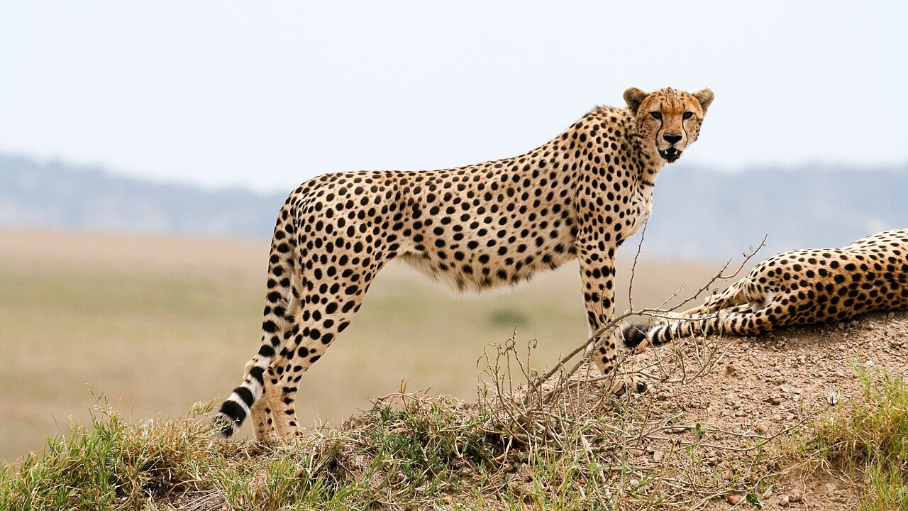 Cheetah on the Serengeti plains