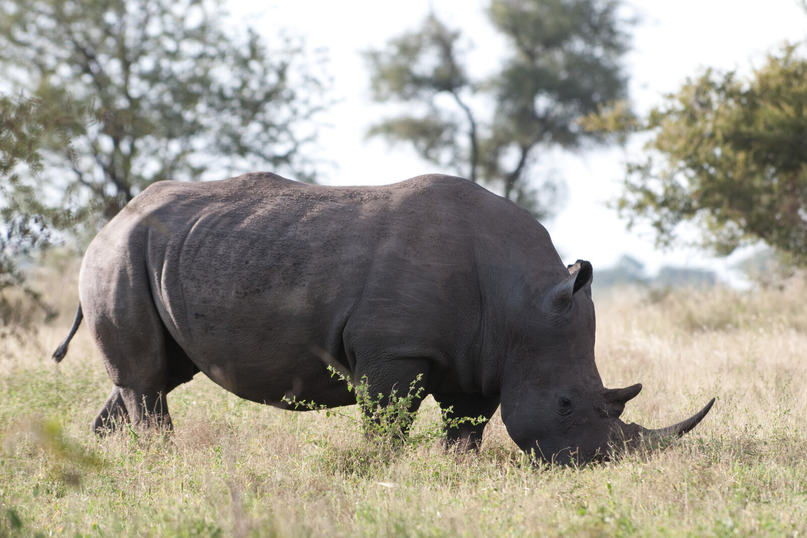 White rhino at Ziwa Rhino Sanctuary