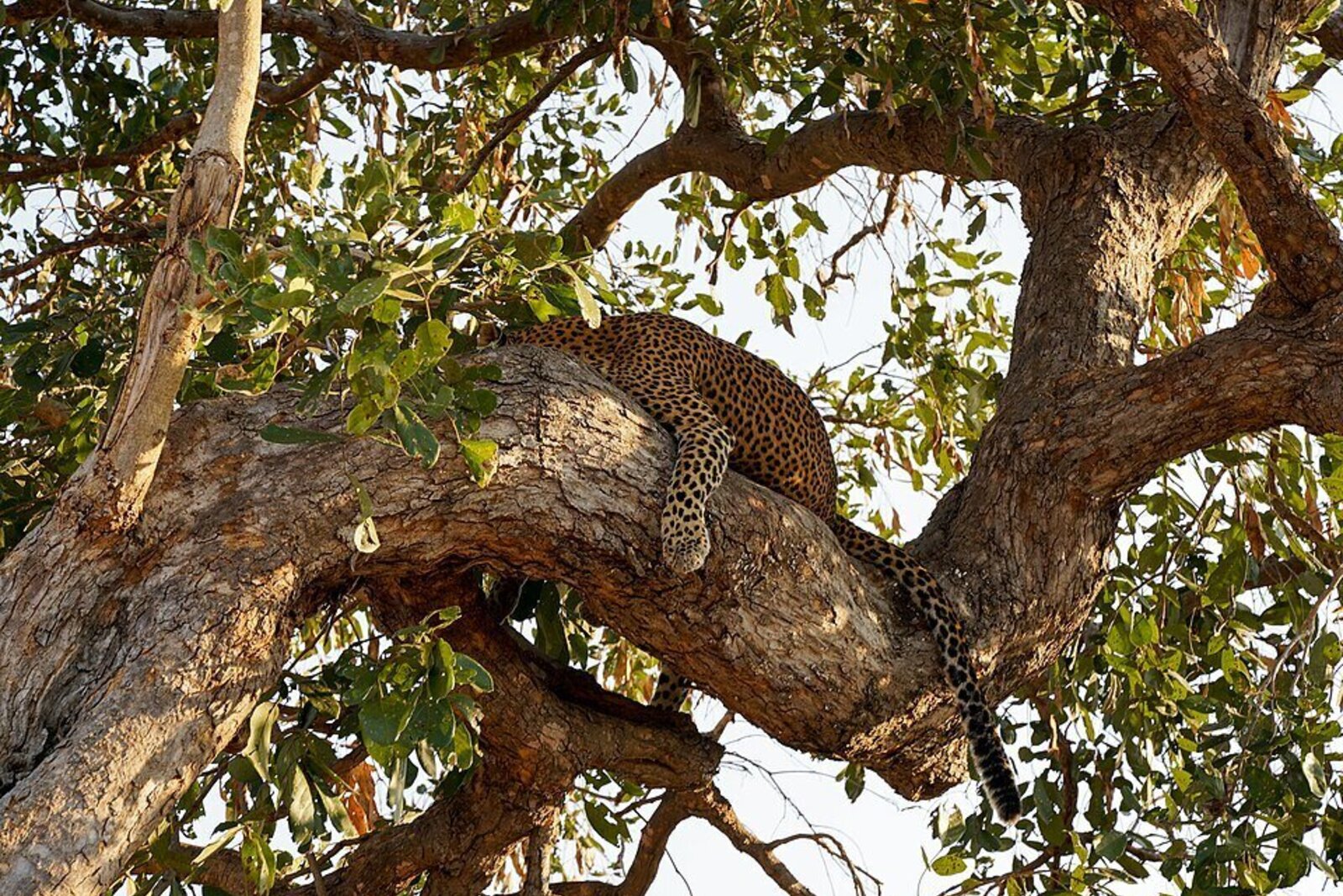 Leopard resting in the Luangwa Valley, Zambia