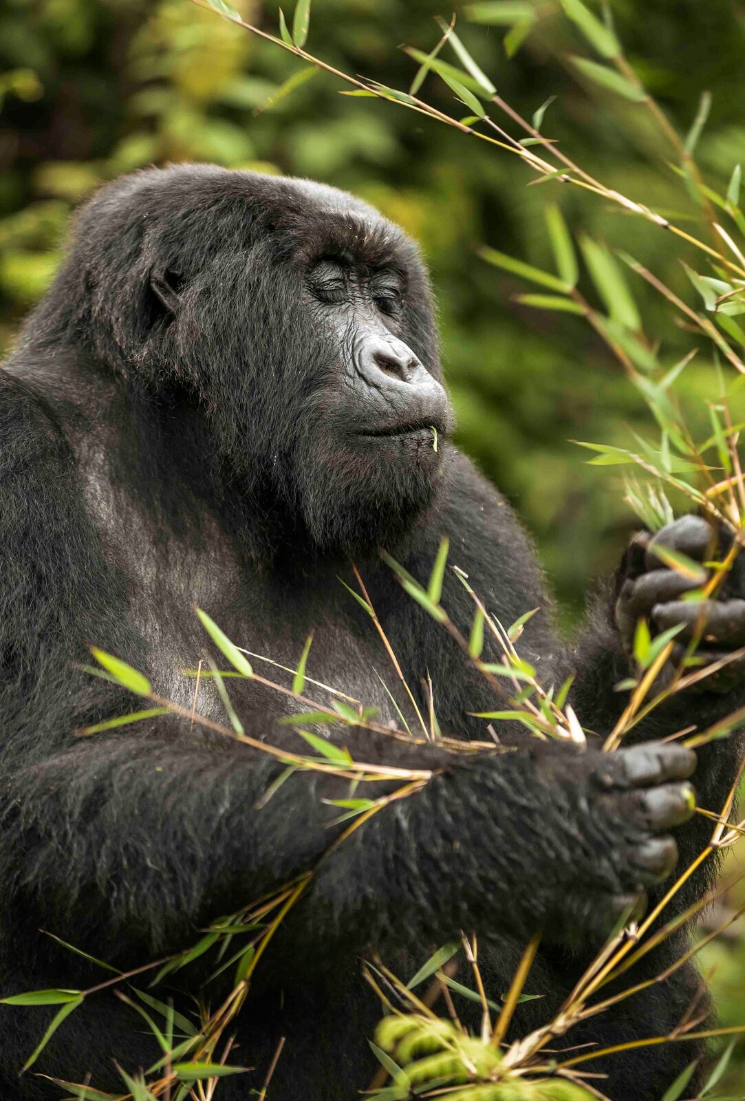 A mountain gorilla in the forest of Volcanoes National Park near Bisate Lodge, Rwanda