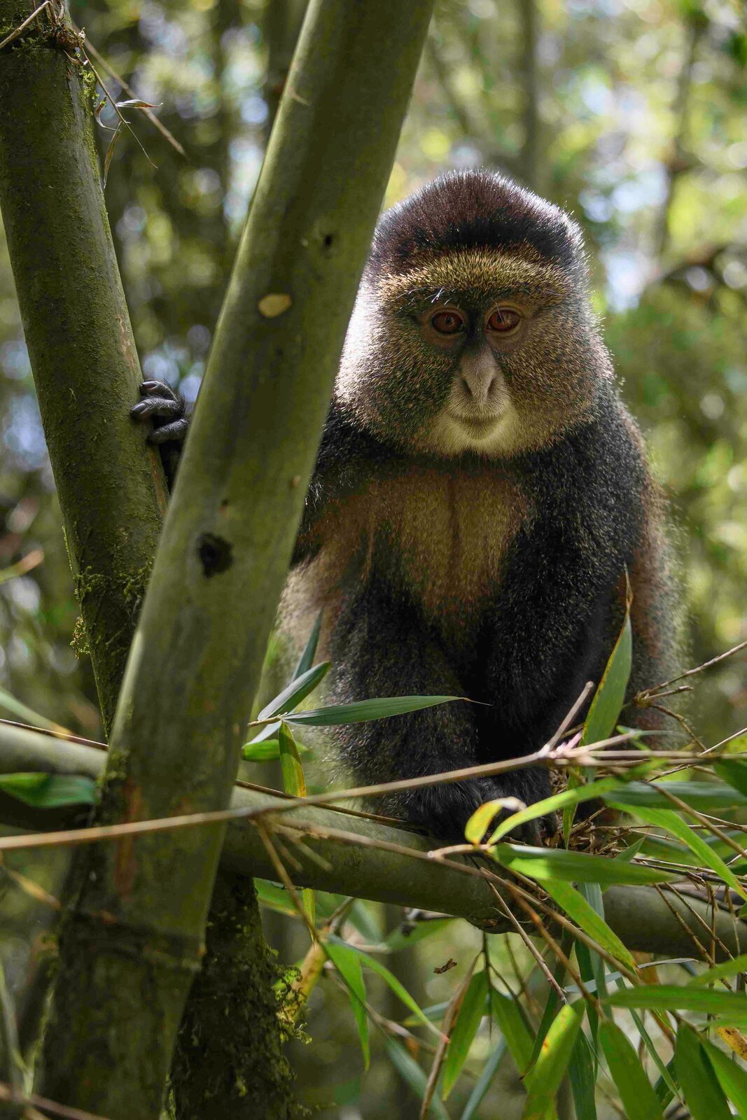 An endangered golden monkey in the bamboo forest near Bisate Lodge, Rwanda