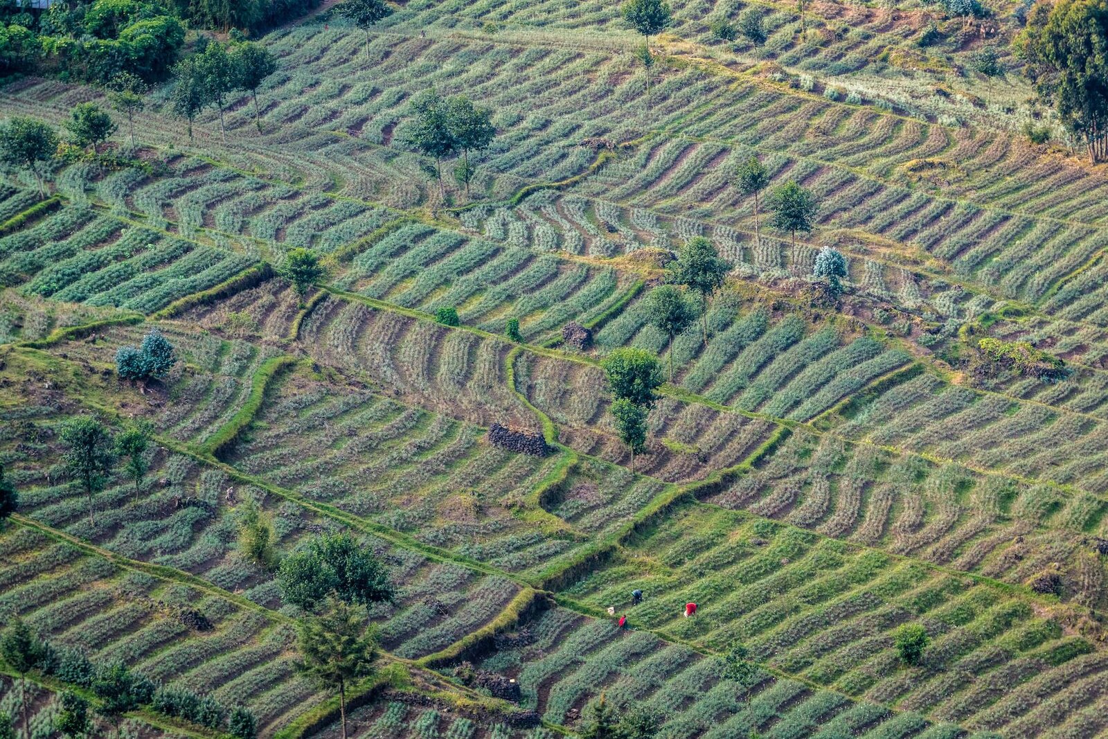 The reforestation terraces at Bisate Lodge where over 120,000 indigenous trees have been planted in Rwanda