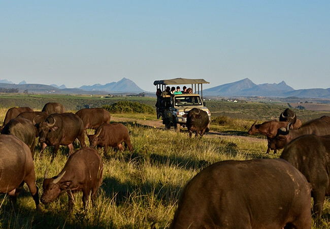 Game drive at Botlierskop Private Game Reserve