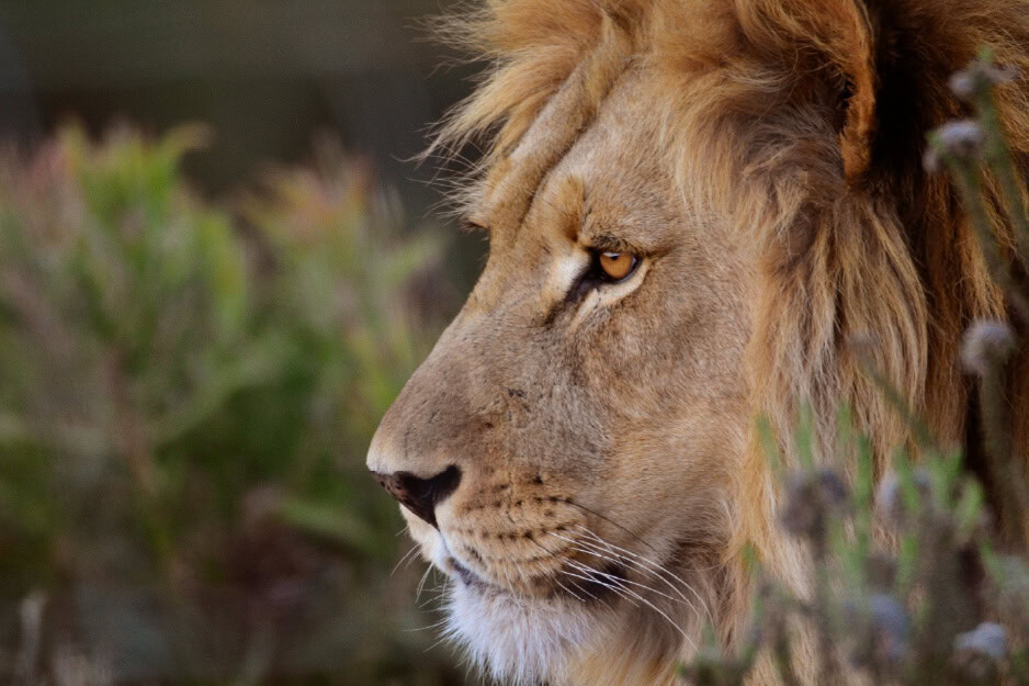 Lion at Botlierskop Private Game Reserve