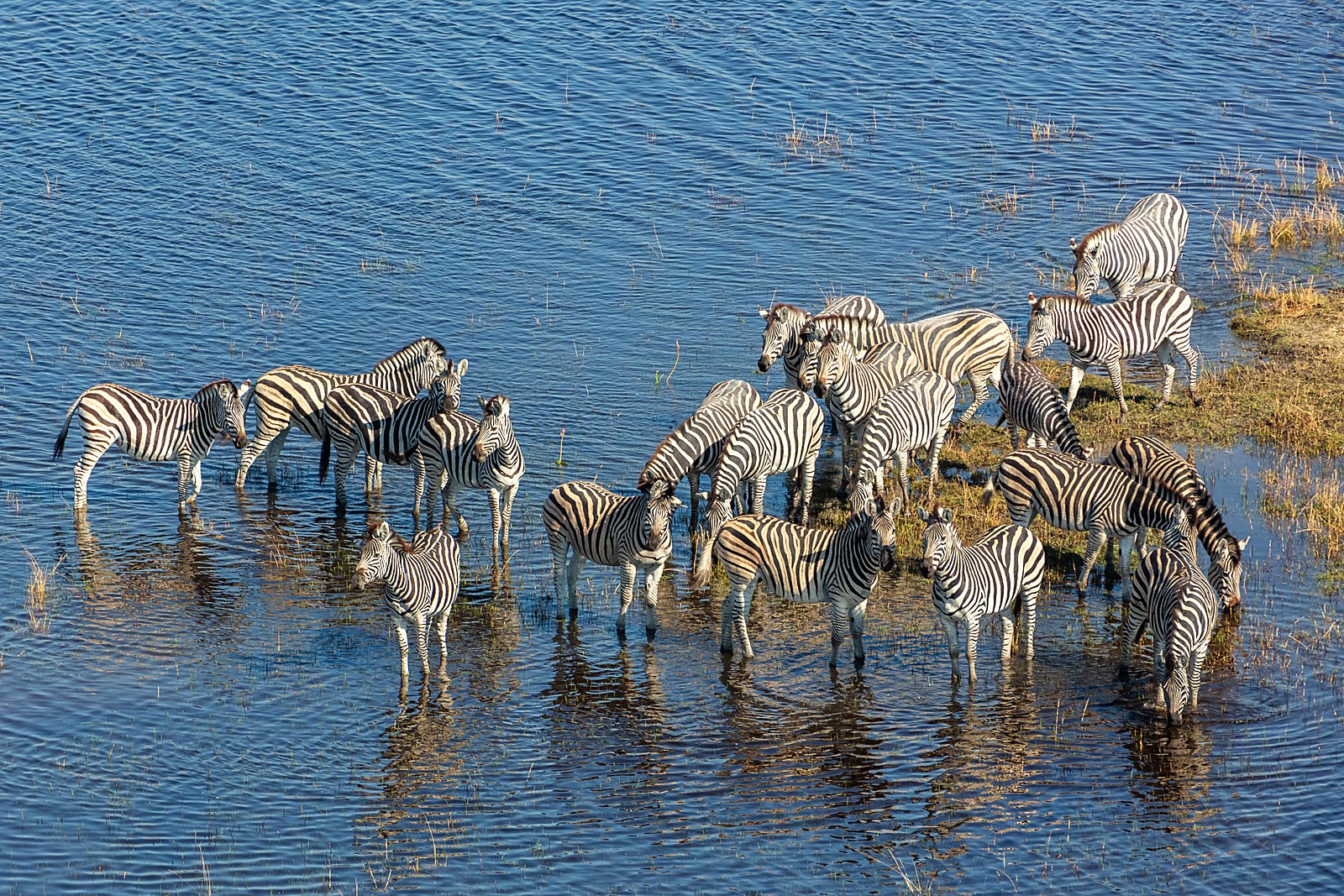 Zebra standing in a shallow Okavango floodplain, seen from above