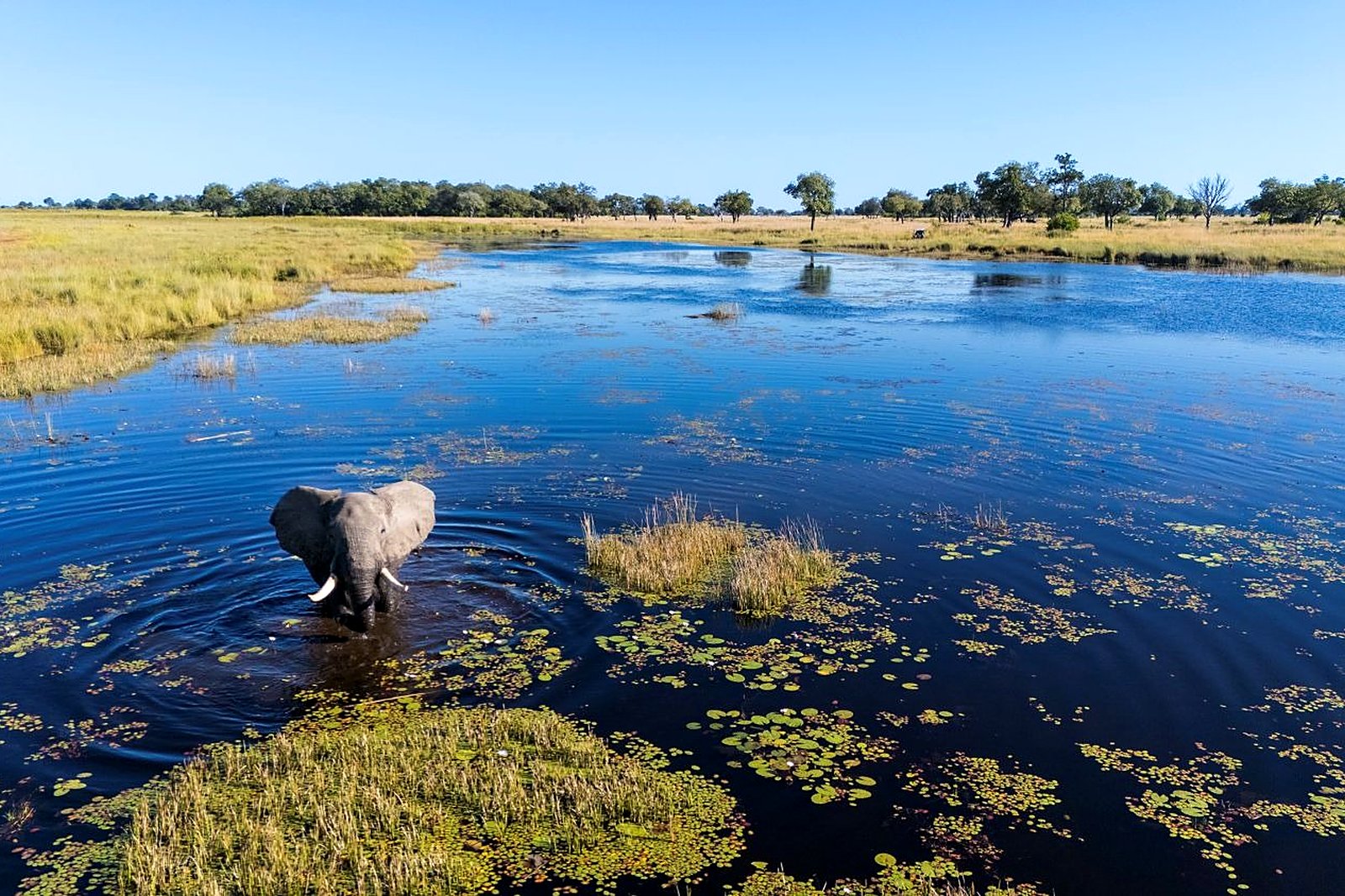 Lush green Okavango floodplain over the festive season
