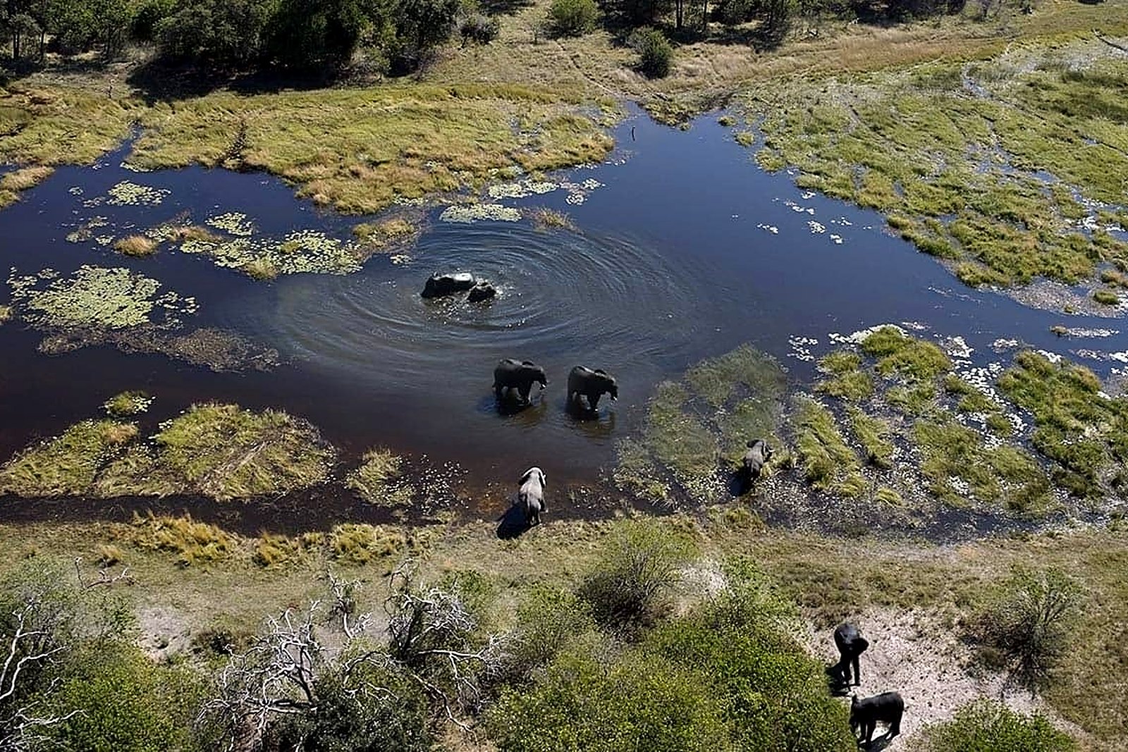 Mirror-still Okavango Delta channel reflecting a summer sky