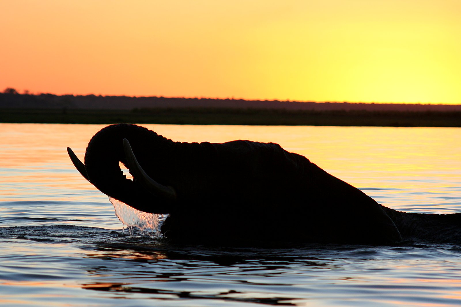 Elephant in the green Okavango in December