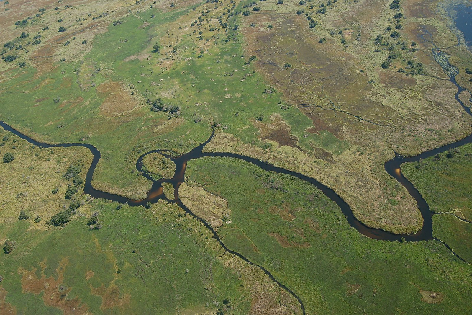 Aerial view of the emerald Okavango Delta in the festive green season