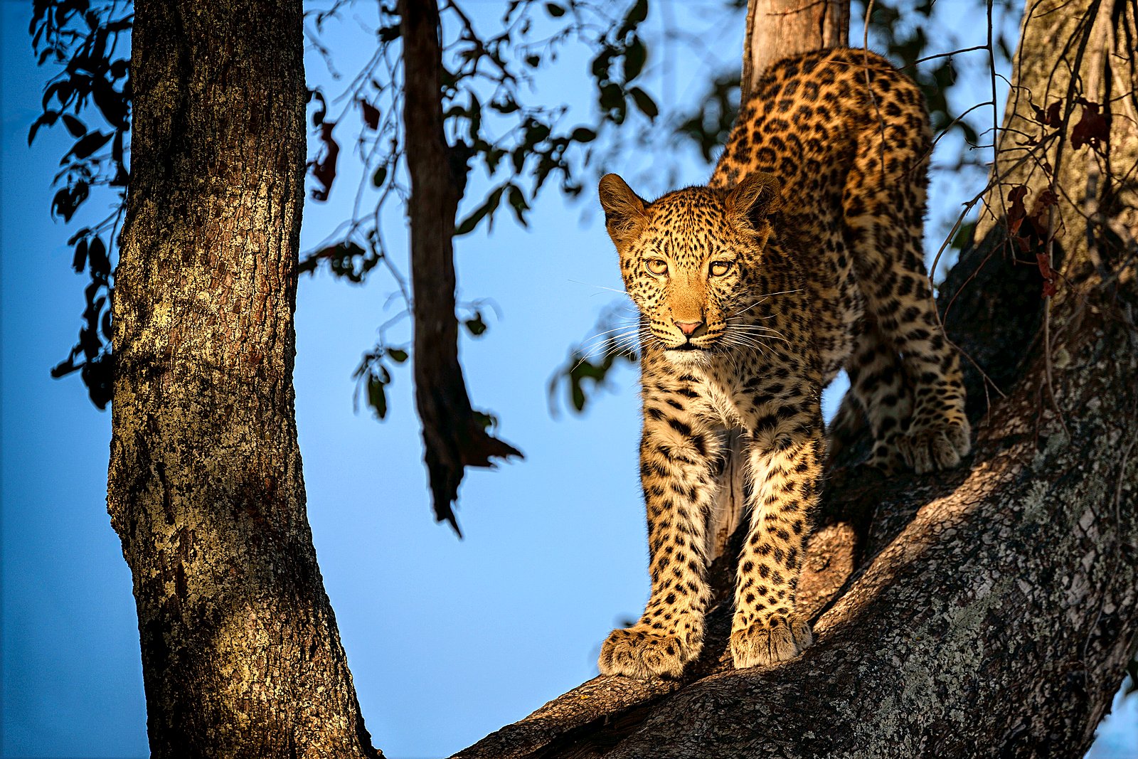 Leopard in a tree, Botswana