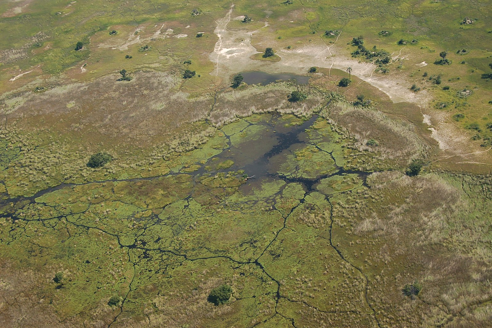 Aerial view of the Okavango Delta, Botswana