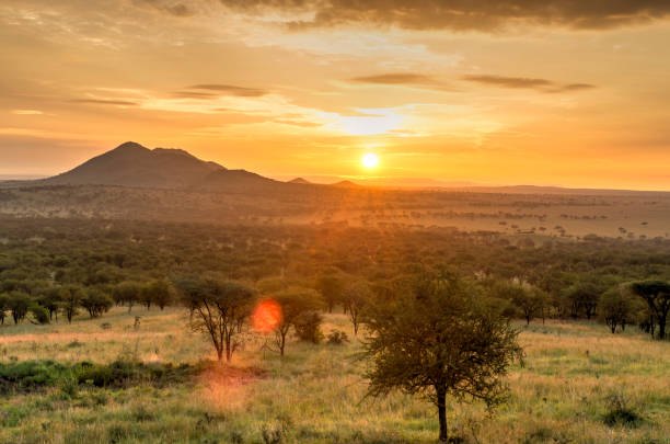 A lone acacia tree on the endless golden plains of the Serengeti