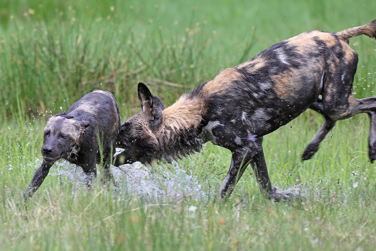 An African wild dog pack on the move in the Botswana bush