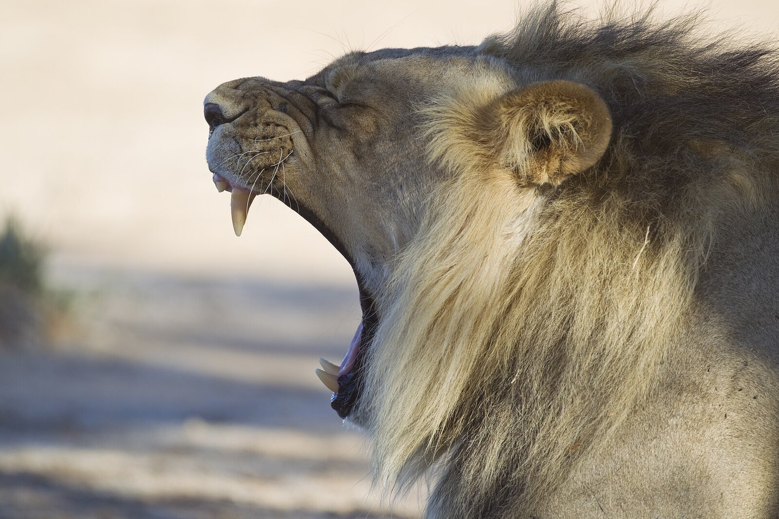 A black-maned lion at golden hour on a budget safari in Africa