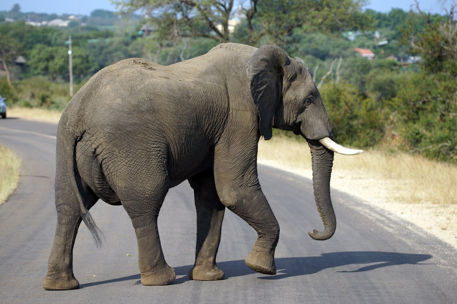 An elephant beside a safari road on a budget self-drive safari in Africa