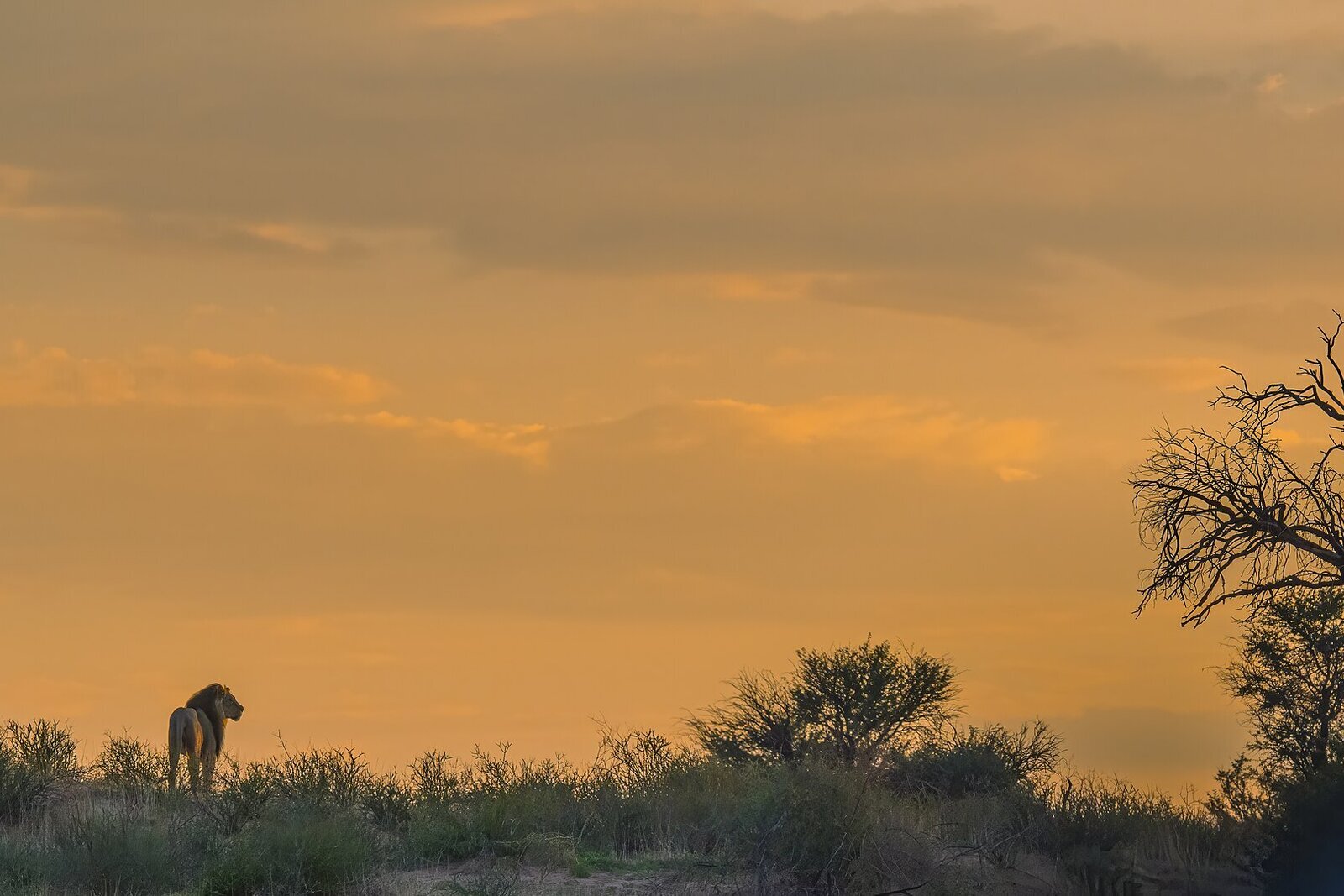 A bush camp glowing at sunset on a budget safari in Africa