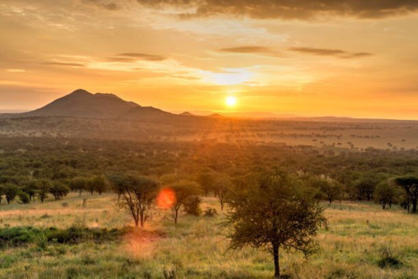 Great herds on the plains on a budget safari in Africa