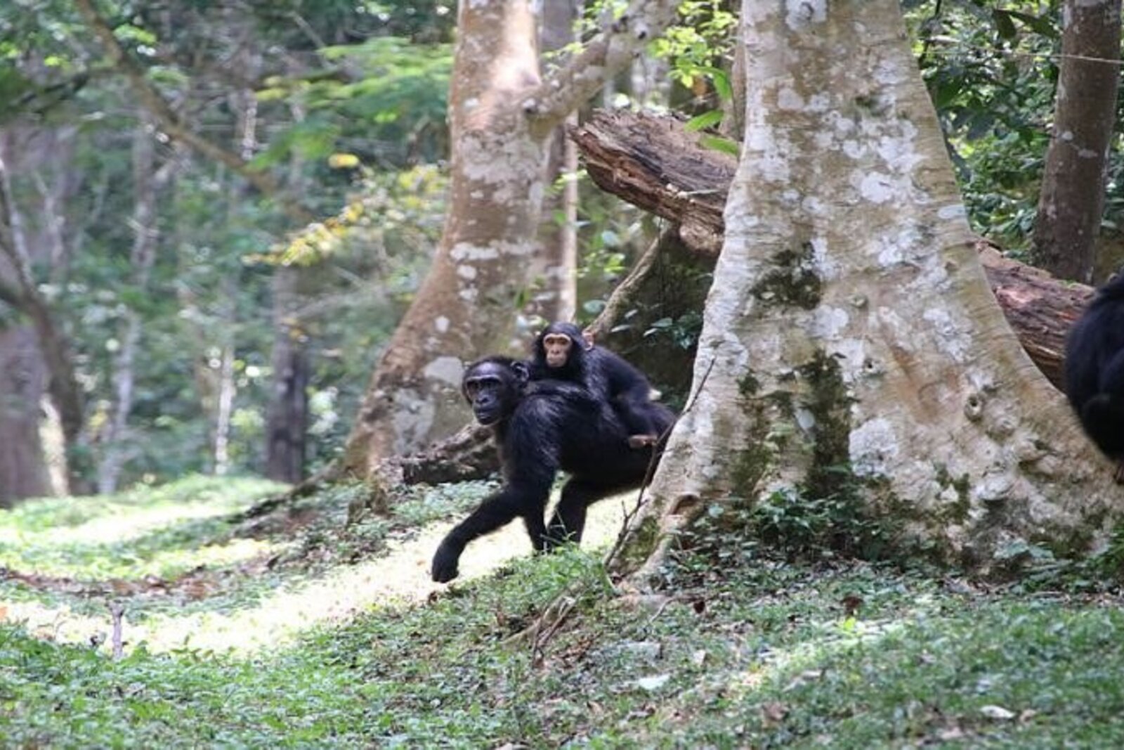 A chimpanzee in a Ugandan rainforest, easily combined with a Bwindi gorilla trek