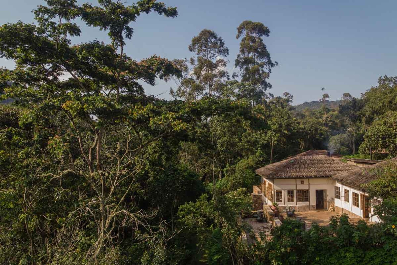 Bwindi Lodge bandas gazing over the misty Bwindi Impenetrable Forest canopy at golden hour