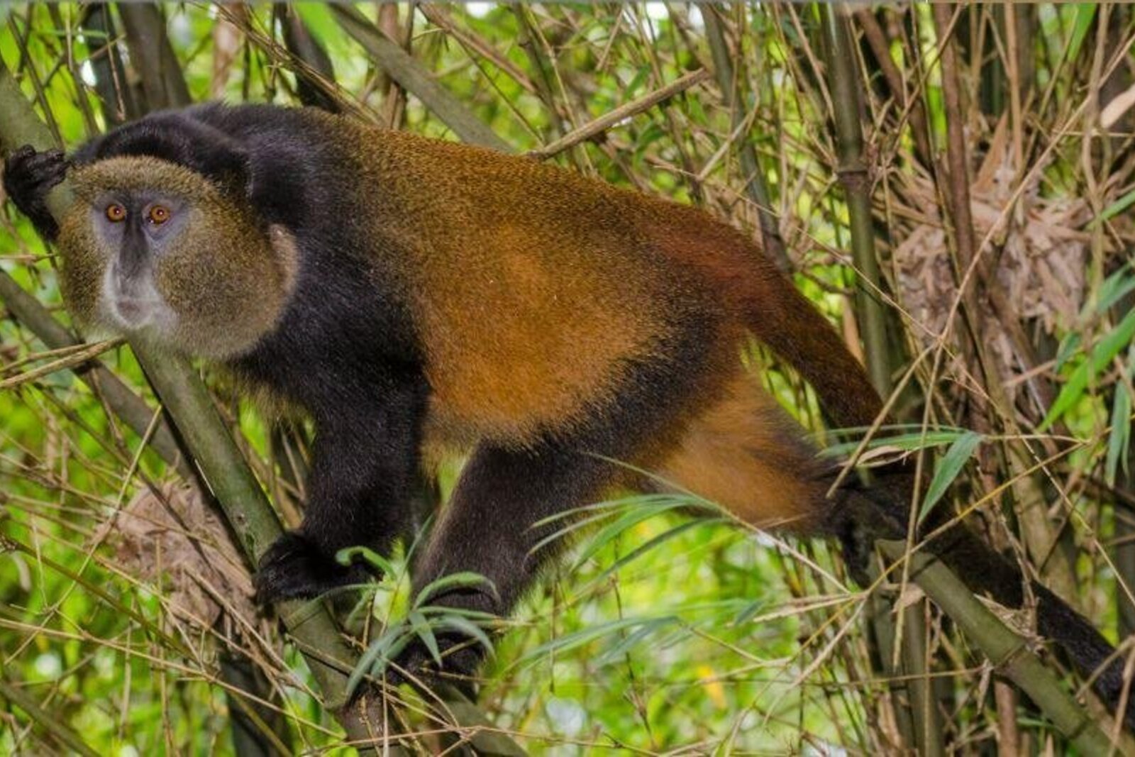 A golden monkey in bamboo in Volcanoes National Park, Rwanda