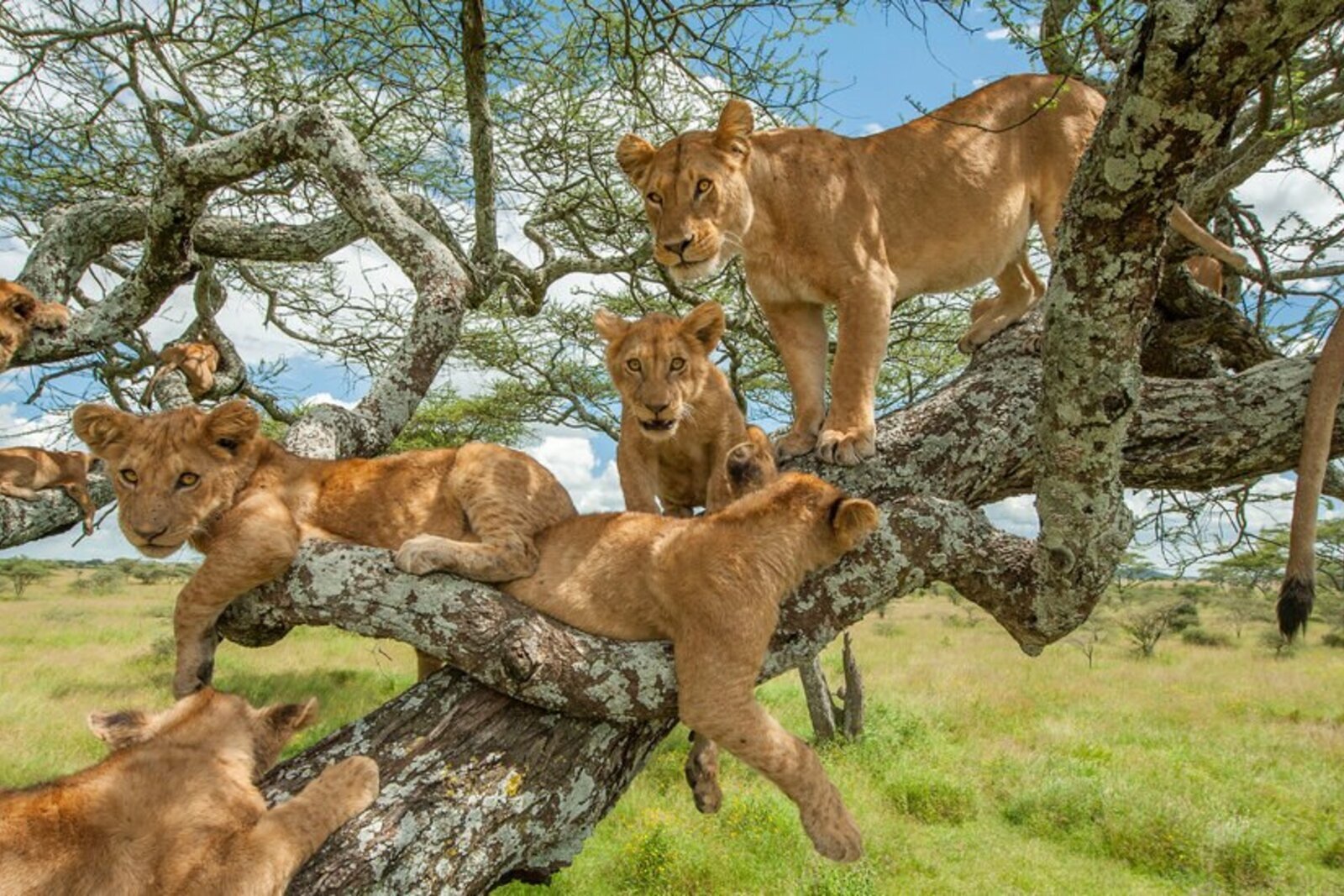 Tree-climbing lions resting in a fig tree in Queen Elizabeth National Park, Uganda